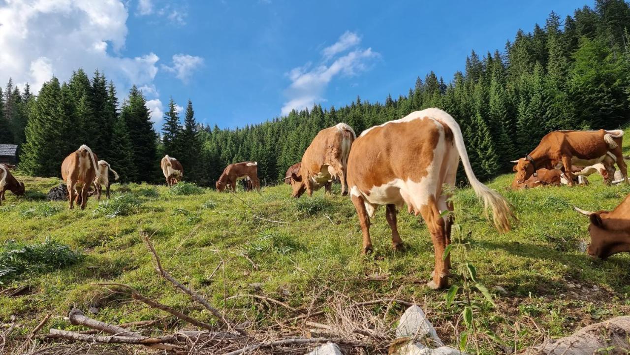 Mountain Eco Chalet Konjska Dolina On 1400 M Asl -Near Pokljuka Srednja Vas v Bohinju Zewnętrze zdjęcie